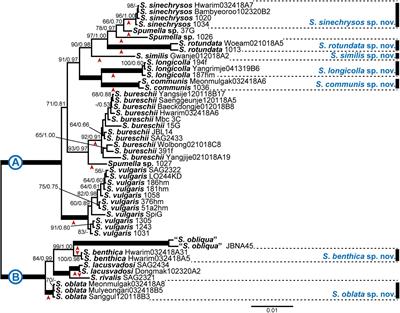 Molecular Phylogeny and Taxonomy of the Genus Spumella (Chrysophyceae) Based on Morphological and Molecular Evidence